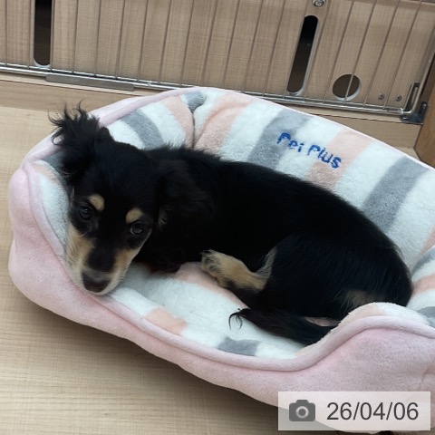 埼玉県のミニチュアダックスフンド(ロング) (ペッツワン 浦和美園店/2026年1月26日生まれ/女の子/ブラックイエロー)の子犬の3枚目の画像