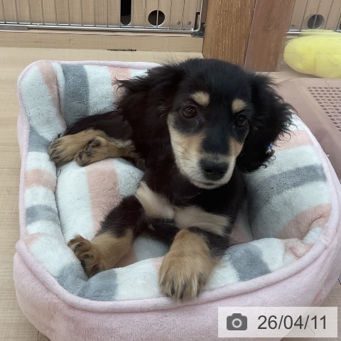 埼玉県のミニチュアダックスフンド(ロング) (ペッツワン 浦和美園店/2026年1月26日生まれ/女の子/ブラックイエロー)の子犬の3枚目の画像