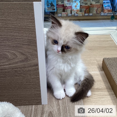 神奈川県のラグドール (ペットプラス ゆめが丘ソラトス店/2026年1月25日生まれ/女の子/シールポイントバイカラー)の子猫の4枚目の画像