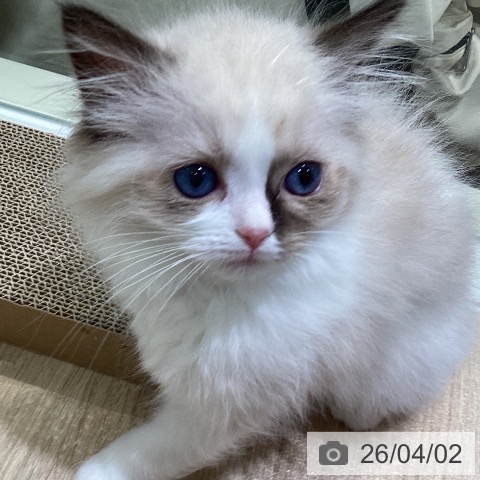 神奈川県のラグドール (ペットプラス ゆめが丘ソラトス店/2026年1月25日生まれ/女の子/シールポイントバイカラー)の子猫の3枚目の画像