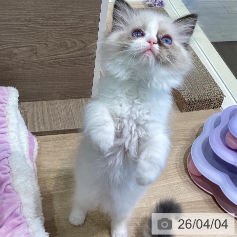 神奈川県のラグドール (ペットプラス ゆめが丘ソラトス店/2026年1月25日生まれ/女の子/シールポイントバイカラー)の子猫の3枚目の画像