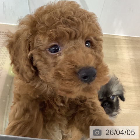 長野県のトイプードル(トイ) (ペットプラス 長野店/2026年1月26日生まれ/男の子/レッド)の子犬の4枚目の画像