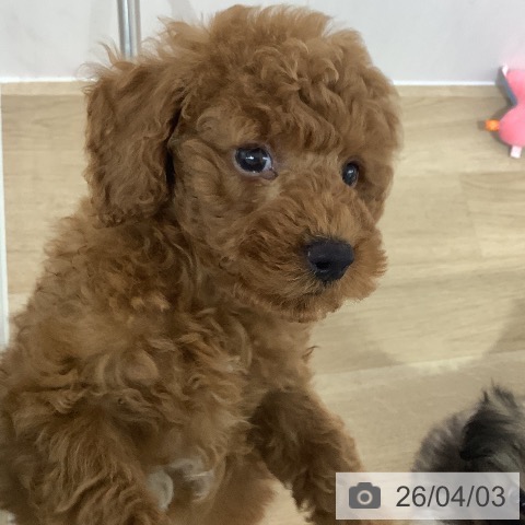 長野県のトイプードル(トイ) (ペットプラス 長野店/2026年1月26日生まれ/男の子/レッド)の子犬の3枚目の画像