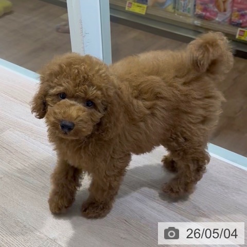 長野県のトイプードル(トイ) (ペットプラス 長野店/2026年1月26日生まれ/男の子/レッド)の子犬の4枚目の画像