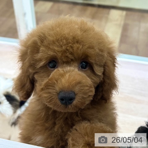 長野県のトイプードル(トイ) (ペットプラス 長野店/2026年1月26日生まれ/男の子/レッド)の子犬の3枚目の画像