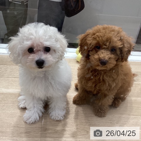 神奈川県のトイプードル(トイ) (ペットプラス 座間店/2026年1月26日生まれ/女の子/レッド)の子犬の4枚目の画像