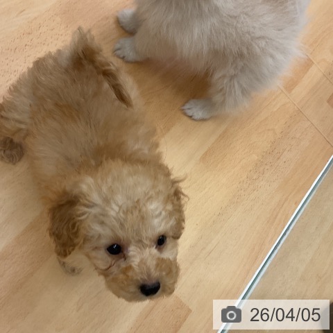 千葉県のトイプードル(トイ) (ペットプラス 成田店/2026年1月26日生まれ/女の子/アプリコット)の子犬の3枚目の画像