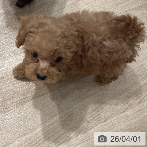 埼玉県のトイプードル(トイ) (ペットプラス ピオニウォーク東松山店/2026年1月26日生まれ/女の子/アプリコット)の子犬の3枚目の画像