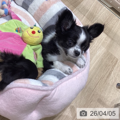 長野県のチワワ(ロング) (ペットプラス 須坂店/2026年1月28日生まれ/男の子/ブラックホワイト)の子犬の3枚目の画像