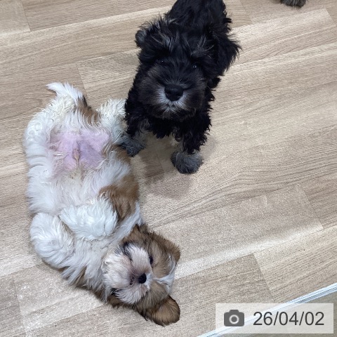 宮城県のシーズー (ペットプラス 仙台泉大沢店/2026年1月28日生まれ/男の子/ゴールドホワイト)の子犬の4枚目の画像