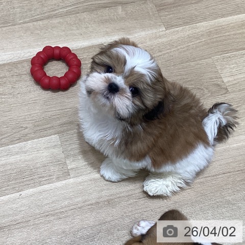 宮城県のシーズー (ペットプラス 仙台泉大沢店/2026年1月28日生まれ/男の子/ゴールドホワイト)の子犬の3枚目の画像