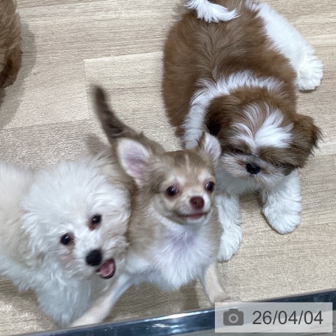 宮城県のシーズー (ペットプラス 仙台泉大沢店/2026年1月28日生まれ/男の子/ゴールドホワイト)の子犬の4枚目の画像