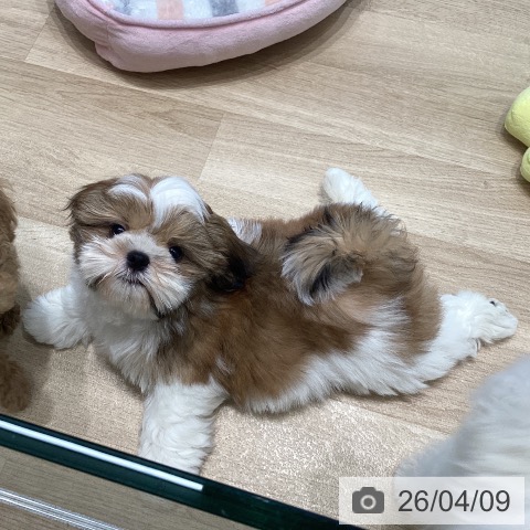 宮城県のシーズー (ペットプラス 仙台泉大沢店/2026年1月28日生まれ/男の子/ゴールドホワイト)の子犬の3枚目の画像