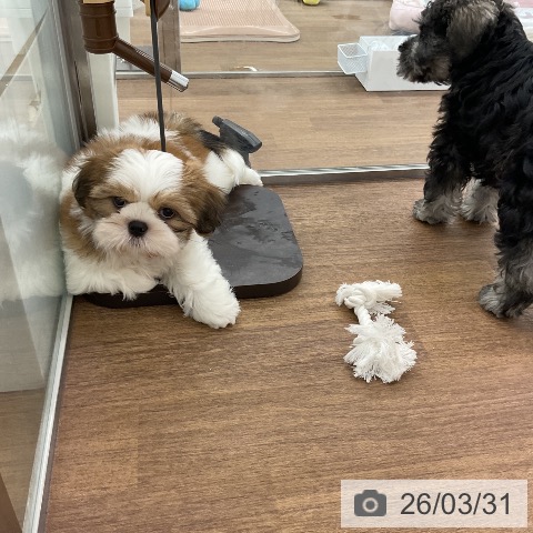 千葉県のシーズー (ペッツワン 千葉ニュータウン店/2026年1月28日生まれ/男の子/ゴールドホワイト)の子犬の4枚目の画像