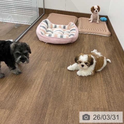 千葉県のシーズー (ペッツワン 千葉ニュータウン店/2026年1月28日生まれ/男の子/ゴールドホワイト)の子犬の3枚目の画像