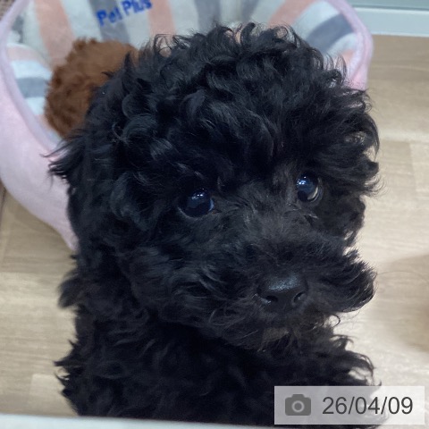 埼玉県のトイプードル(トイ) (ペットプラス イオンモール春日部店/2026年1月28日生まれ/男の子/ブラック)の子犬の3枚目の画像