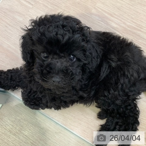 千葉県のトイプードル(トイ) (ペットプラス 幕張新都心店/2026年1月28日生まれ/女の子/ブラック)の子犬の3枚目の画像