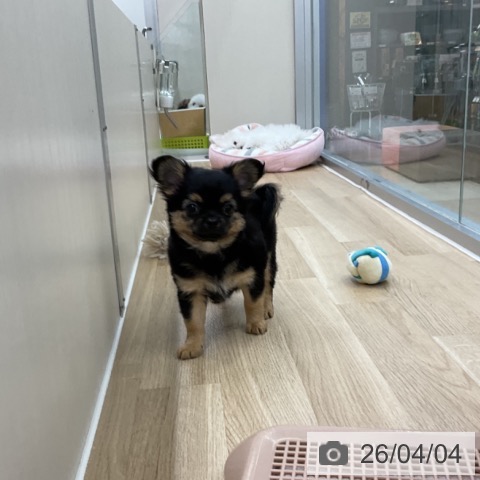 神奈川県のチワワ(ロング) (ペットプラス アミーゴ藤沢店/2026年1月25日生まれ/男の子/ブラックタン)の子犬の4枚目の画像