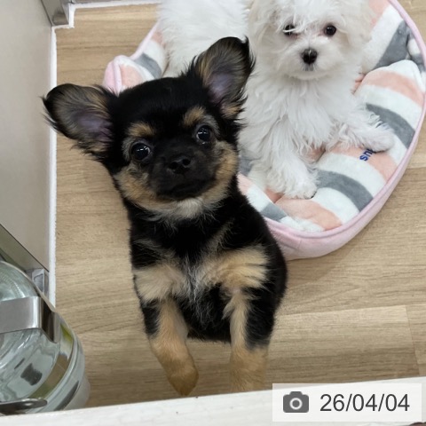 神奈川県のチワワ(ロング) (ペットプラス アミーゴ藤沢店/2026年1月25日生まれ/男の子/ブラックタン)の子犬の3枚目の画像