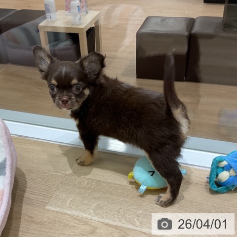 岩手県のチワワ(ロング) (ペットプラス 盛岡南店/2026年1月25日生まれ/男の子/チョコレートタンホワイト)の子犬の4枚目の画像