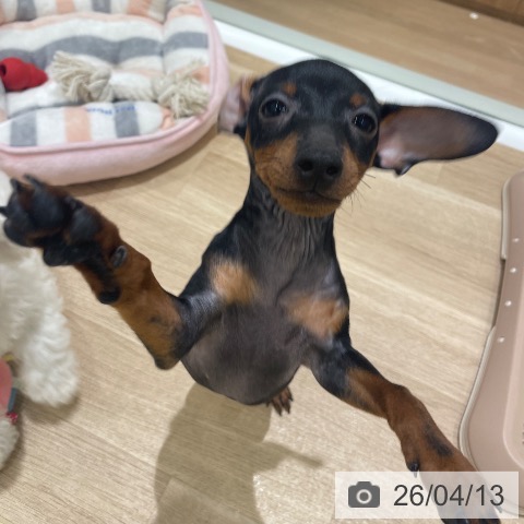 長野県のミニチュアピンシャー (ペットプラス 須坂店/2026年1月17日生まれ/男の子/ブラックタン)の子犬の4枚目の画像