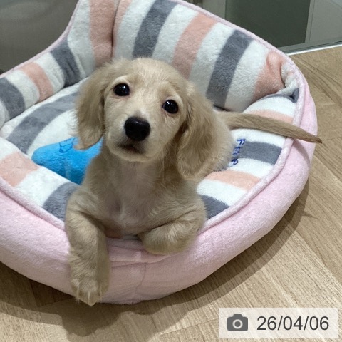 岩手県のミニチュアダックスフンド(ロング) (ペットプラス 盛岡南店/2026年1月24日生まれ/男の子/イエロー)の子犬の4枚目の画像