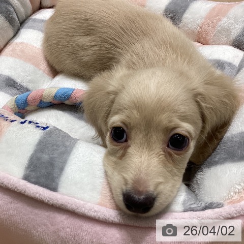 岩手県のミニチュアダックスフンド(ロング) (ペットプラス 盛岡南店/2026年1月24日生まれ/男の子/イエロー)の子犬の3枚目の画像