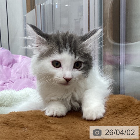 東京都のサイベリアン (ペットプラス MARK IS 葛飾かなまち店/2026年1月28日生まれ/男の子/ブルータビーホワイト)の子猫の4枚目の画像