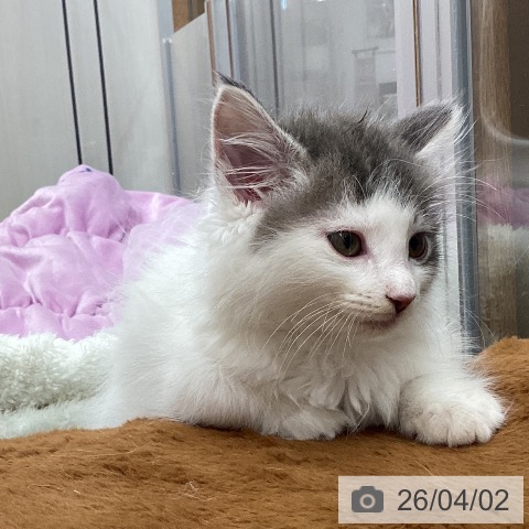 東京都のサイベリアン (ペットプラス MARK IS 葛飾かなまち店/2026年1月28日生まれ/男の子/ブルータビーホワイト)の子猫の3枚目の画像