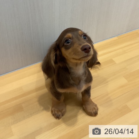 山形県のミニチュアダックスフンド(ロング) (ペットプラス 天童店/2026年1月28日生まれ/男の子/チョコレートタン)の子犬の3枚目の画像