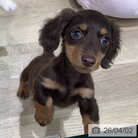 宮城県のミニチュアダックスフンド(ロング) (ペットプラス 仙台泉大沢店/2026年1月28日生まれ/男の子/チョコレートタン)の子犬の3枚目の画像