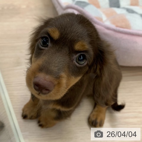 千葉県のミニチュアダックスフンド(ロング) (ペットプラス 幕張新都心店/2026年1月28日生まれ/女の子/チョコレートタン)の子犬の3枚目の画像