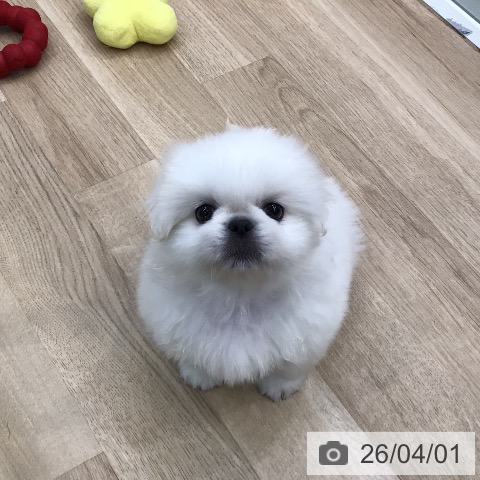東京都のペキニーズ (ペットプラス 日の出店/2026年1月27日生まれ/男の子/ホワイトクリーム)の子犬の3枚目の画像