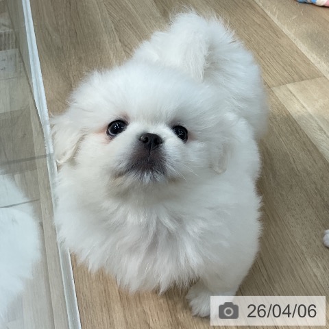 埼玉県のペキニーズ (ペットプラス ららぽーと新三郷店/2026年1月27日生まれ/男の子/ホワイトクリーム)の子犬の3枚目の画像