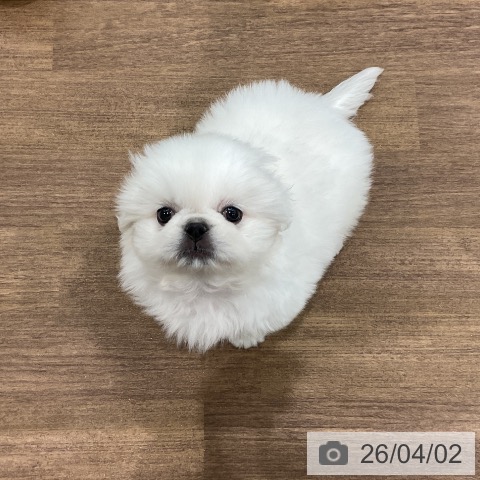 埼玉県のペキニーズ (ペッツワン 吉川美南店/2026年1月27日生まれ/男の子/ホワイトクリーム)の子犬の4枚目の画像