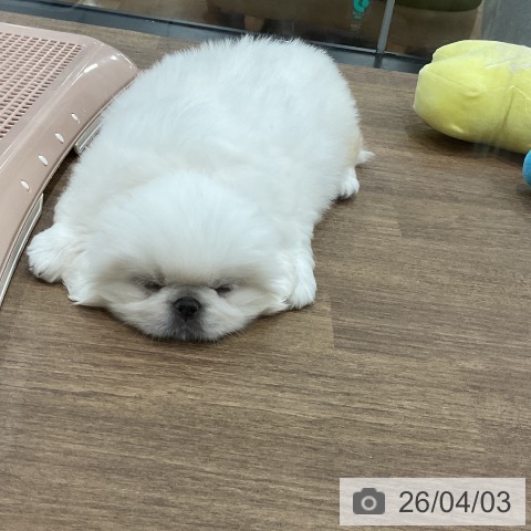 埼玉県のペキニーズ (ペッツワン 吉川美南店/2026年1月27日生まれ/男の子/ホワイトクリーム)の子犬の3枚目の画像