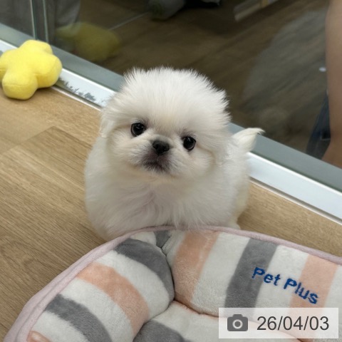 東京都のペキニーズ (ペットプラス むさし村山店/2026年1月27日生まれ/女の子/ホワイトクリーム)の子犬の3枚目の画像
