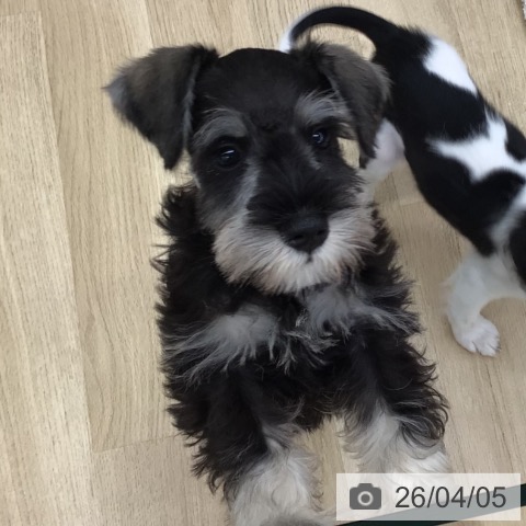 福島県のミニチュアシュナウザー (ペットプラス 福島店/2026年1月26日生まれ/男の子/ソルトペッパー)の子犬の3枚目の画像