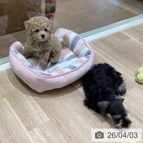 宮城県のミニチュアシュナウザー (ペットプラス 仙台上杉店/2026年1月26日生まれ/女の子/ソルトペッパー)の子犬の4枚目の画像