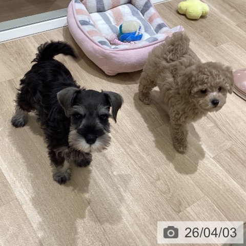 宮城県のミニチュアシュナウザー (ペットプラス 仙台上杉店/2026年1月26日生まれ/女の子/ソルトペッパー)の子犬の3枚目の画像