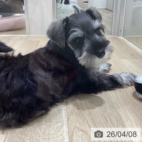 宮城県のミニチュアシュナウザー (ペットプラス 仙台上杉店/2026年1月26日生まれ/女の子/ソルトペッパー)の子犬の3枚目の画像