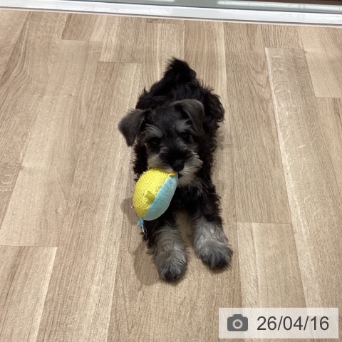 宮城県のミニチュアシュナウザー (ペットプラス 仙台上杉店/2026年1月26日生まれ/女の子/ソルトペッパー)の子犬の4枚目の画像