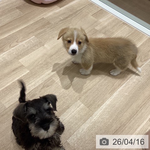 宮城県のミニチュアシュナウザー (ペットプラス 仙台上杉店/2026年1月26日生まれ/女の子/ソルトペッパー)の子犬の3枚目の画像