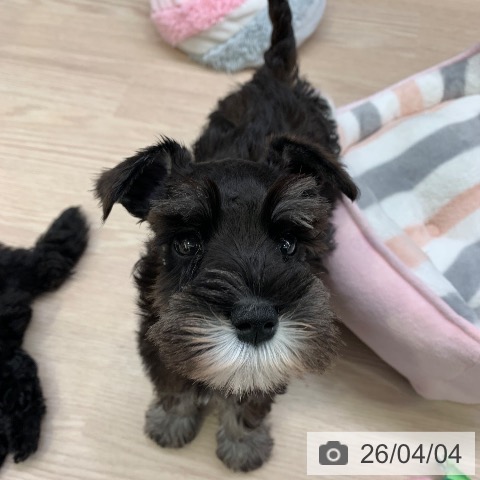 千葉県のミニチュアシュナウザー (ペットプラス 幕張新都心店/2026年1月26日生まれ/女の子/ブラックシルバー)の子犬の3枚目の画像