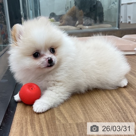 ポメラニアンの写真