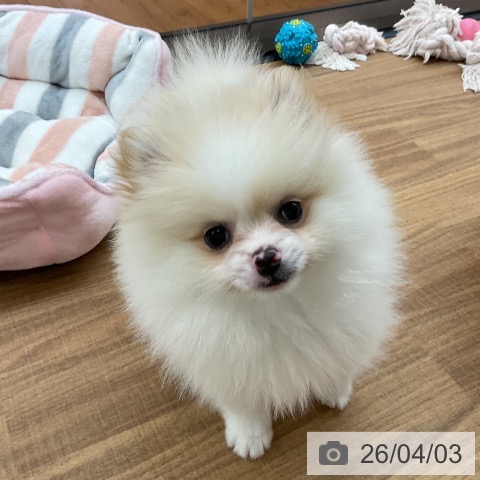 東京都のポメラニアン (ペッツワン 青梅インター店/2026年1月28日生まれ/女の子/パーティーカラー)の子犬の4枚目の画像