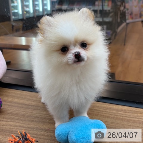 東京都のポメラニアン (ペッツワン 青梅インター店/2026年1月28日生まれ/女の子/パーティーカラー)の子犬の4枚目の画像
