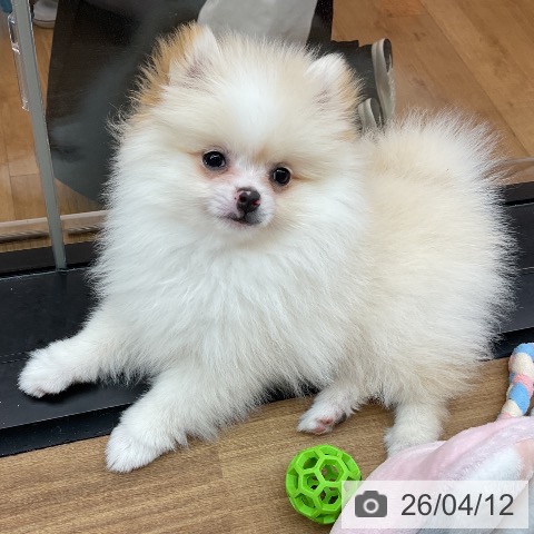 東京都のポメラニアン (ペッツワン 青梅インター店/2026年1月28日生まれ/女の子/パーティーカラー)の子犬の4枚目の画像