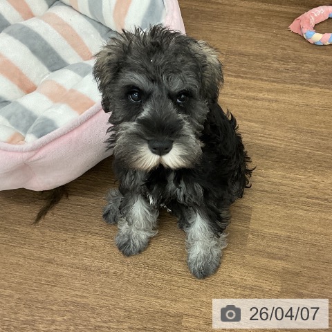 千葉県のミニチュアシュナウザー (ペッツワン 千葉ニュータウン店/2026年1月19日生まれ/男の子/ソルトペッパー)の子犬の3枚目の画像