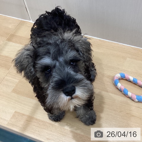 千葉県のミニチュアシュナウザー (ペットプラス 成田店/2026年1月19日生まれ/男の子/ソルトペッパー)の子犬の3枚目の画像